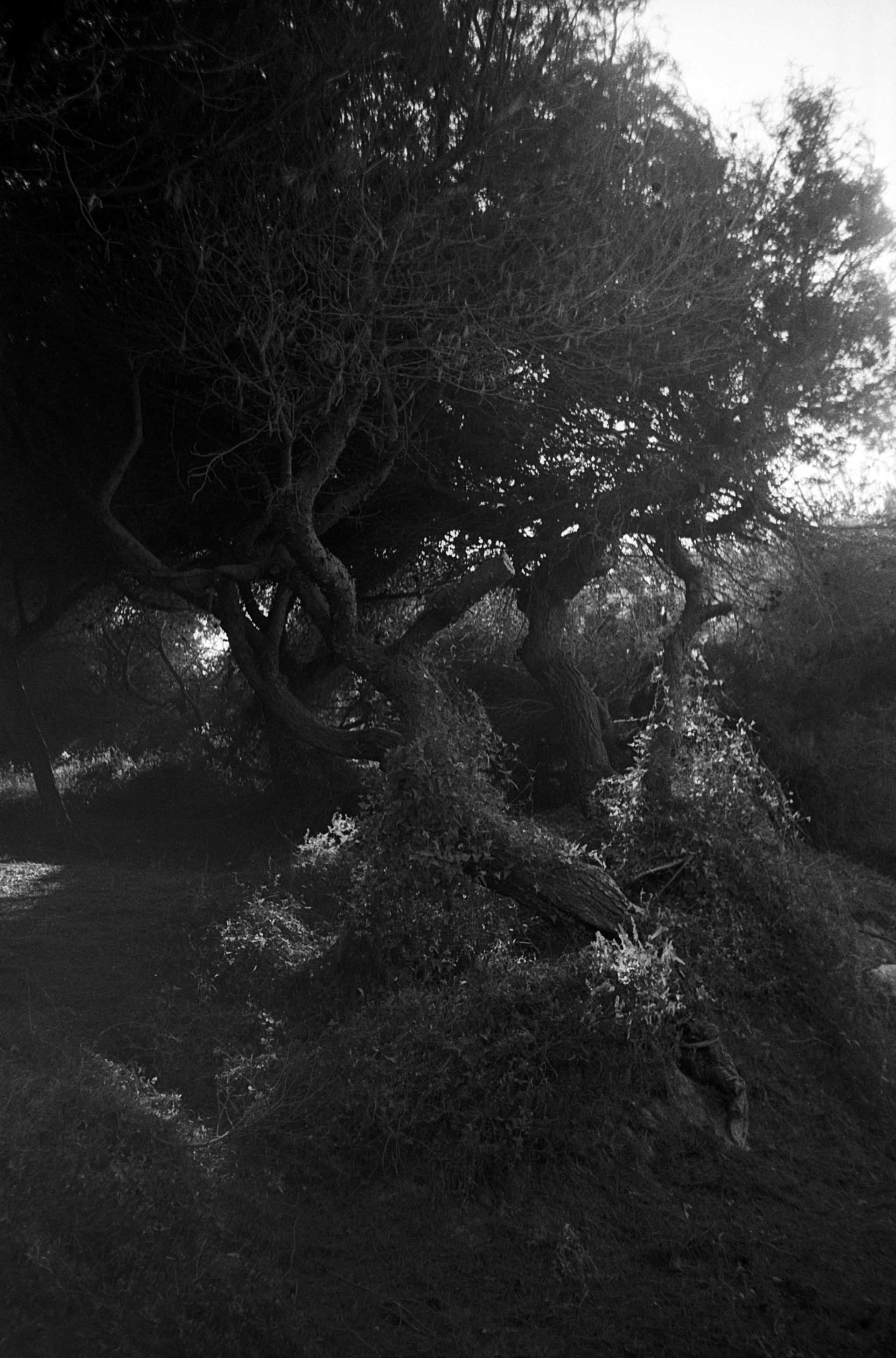 Aldiaz 013 (Kodak TMAX 400) - 13.jpg