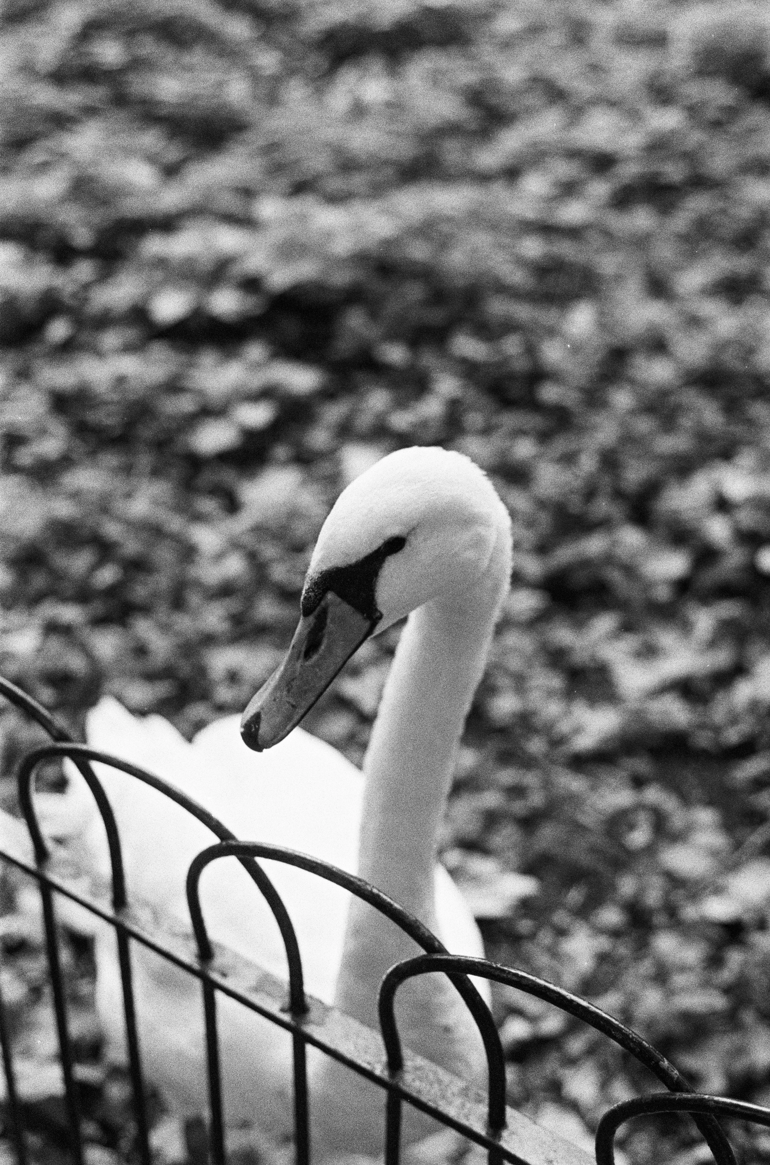 Aldiaz 092 (Hp5+) 5.jpg