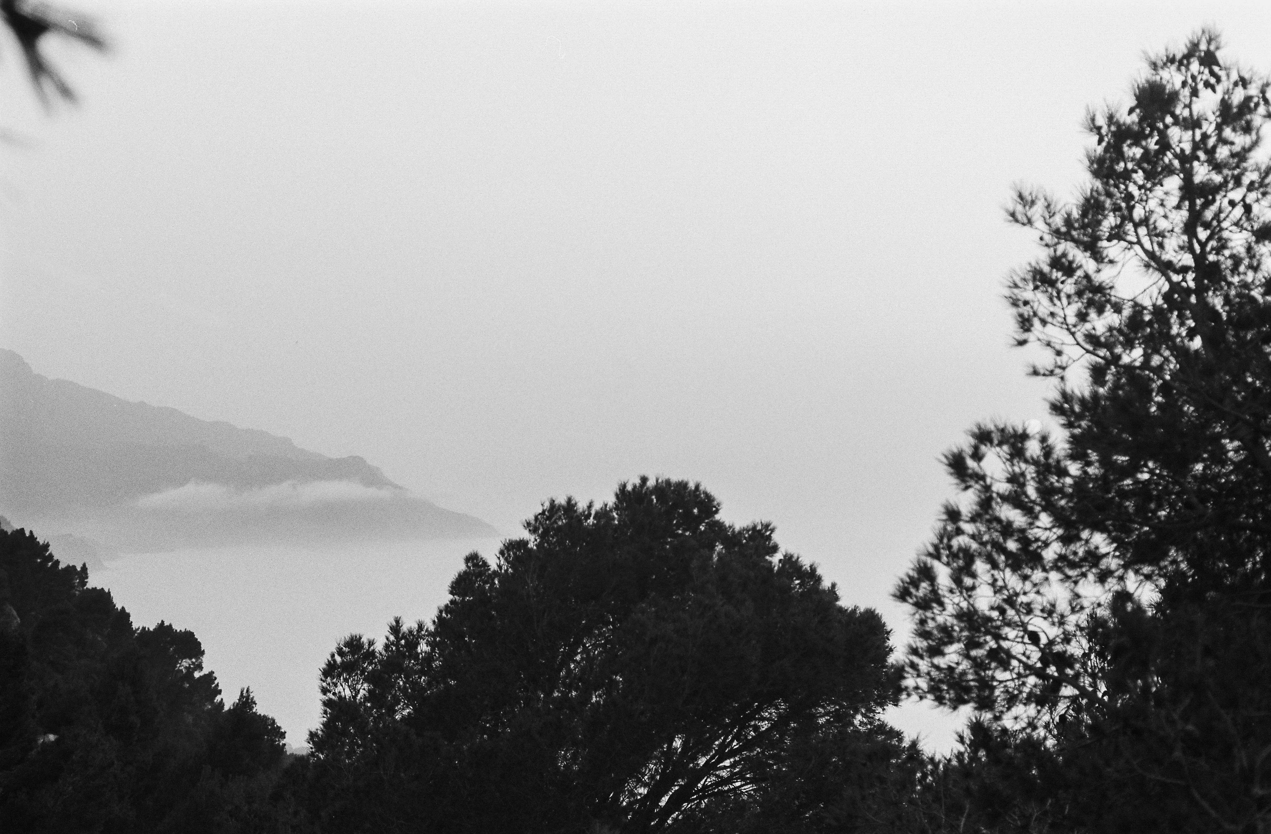 Into The Mist