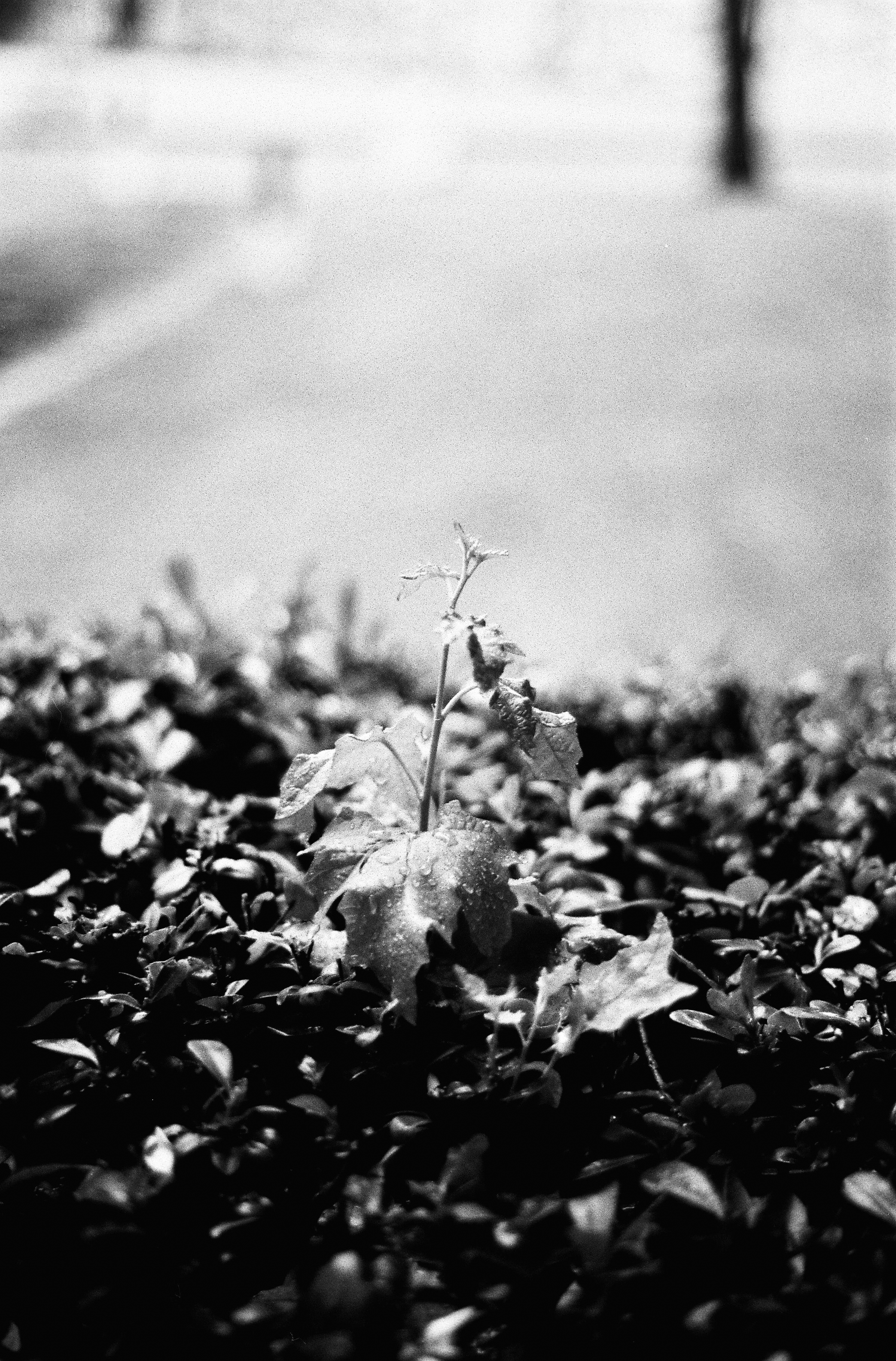 Aldiaz 064 (Rollei Infrared) 12.jpg