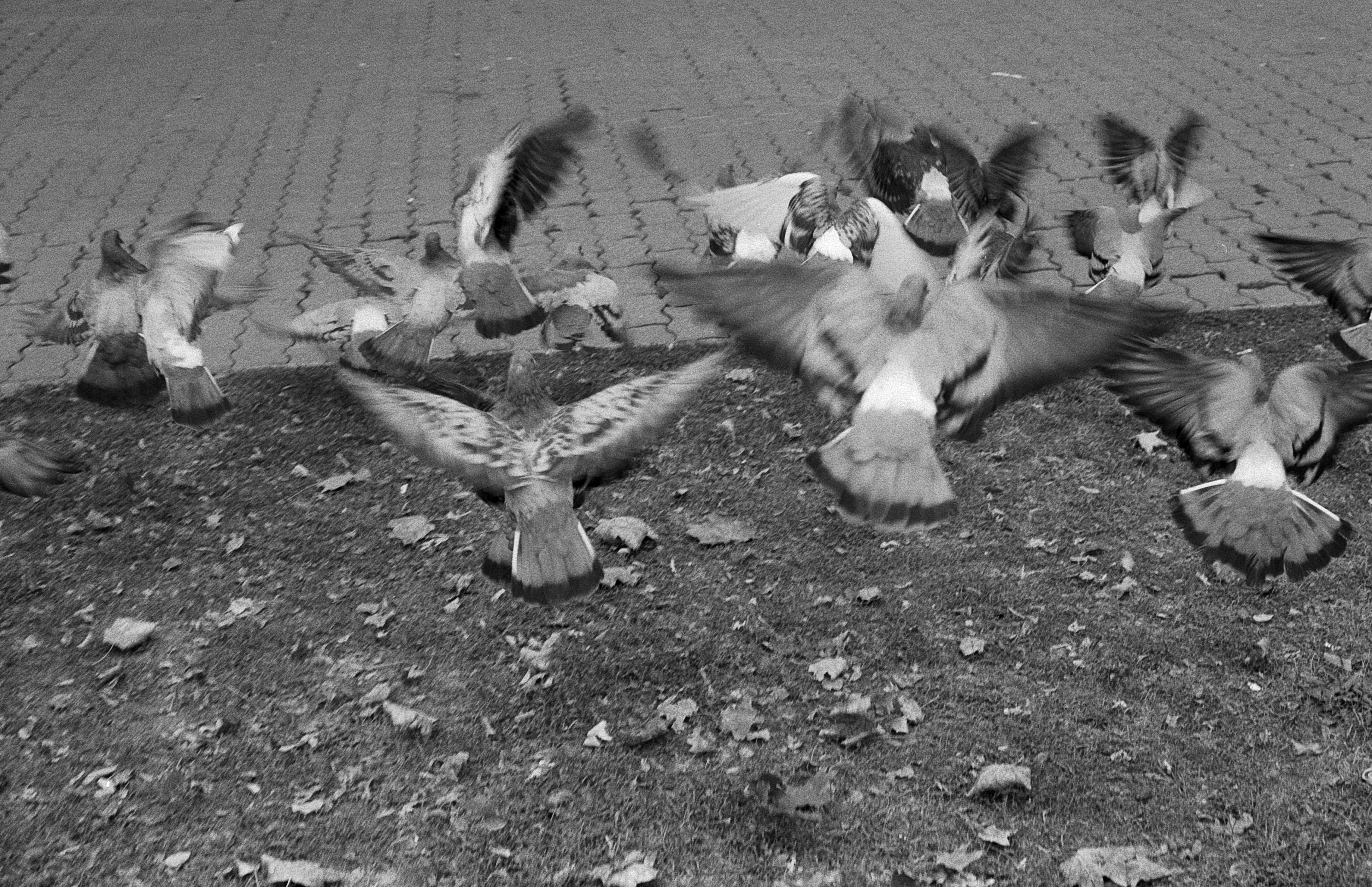 Aldiaz 021 (Ilford HP5+) - 30.jpg