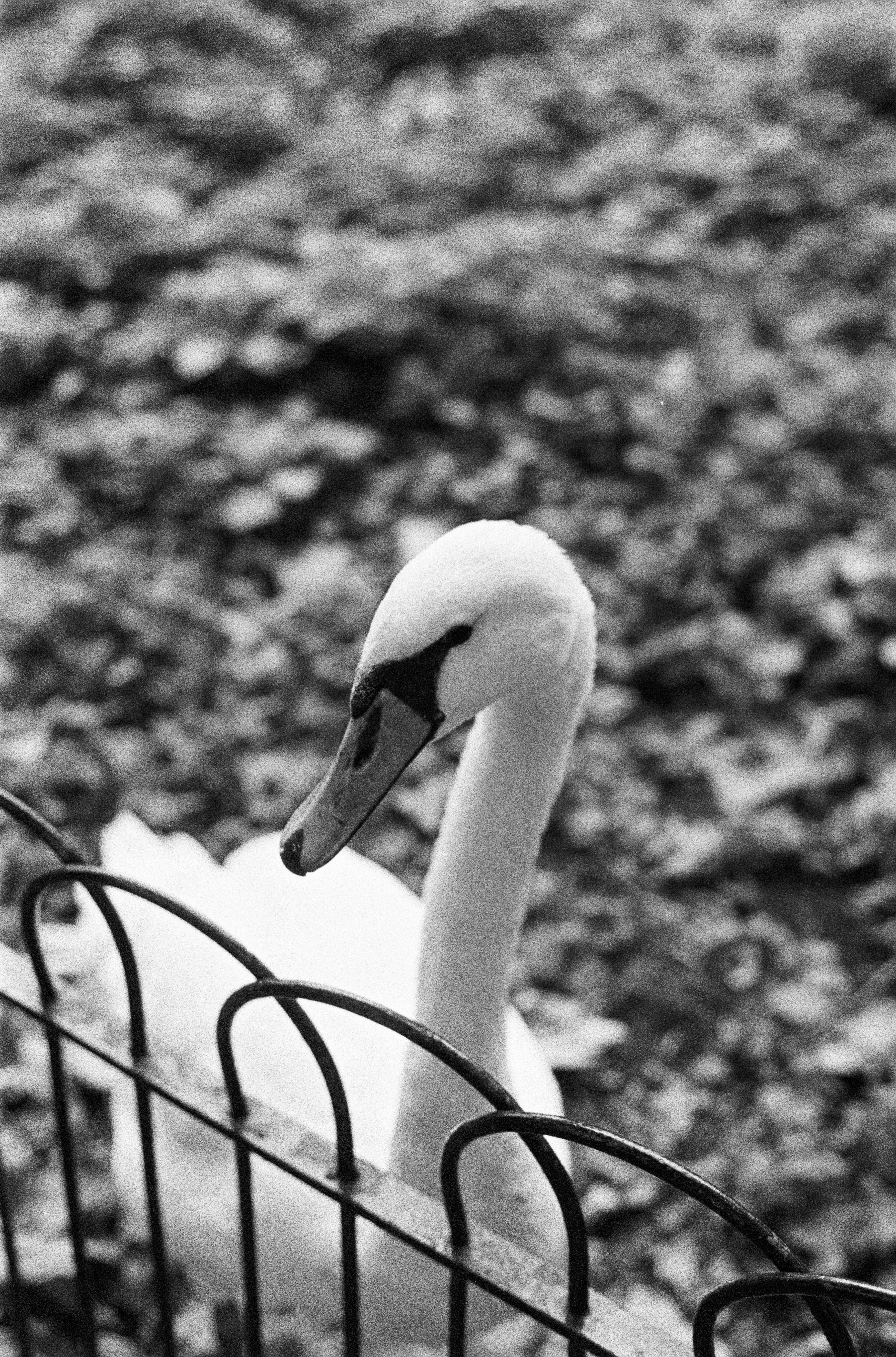 Aldiaz 092 (Hp5+) 5.jpg