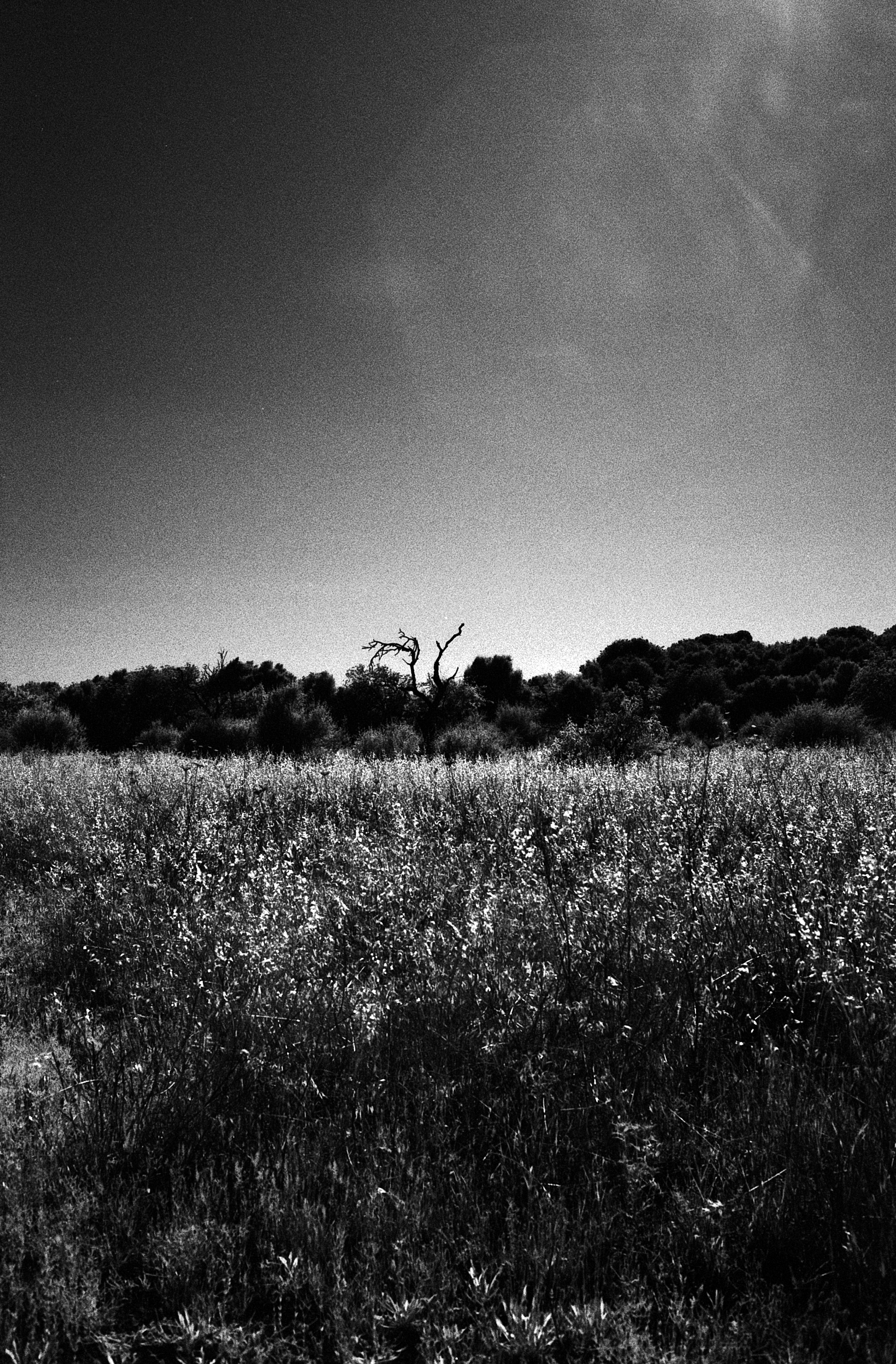 Aldiaz 043 (Rolleir Infrared 400) 15.jpg