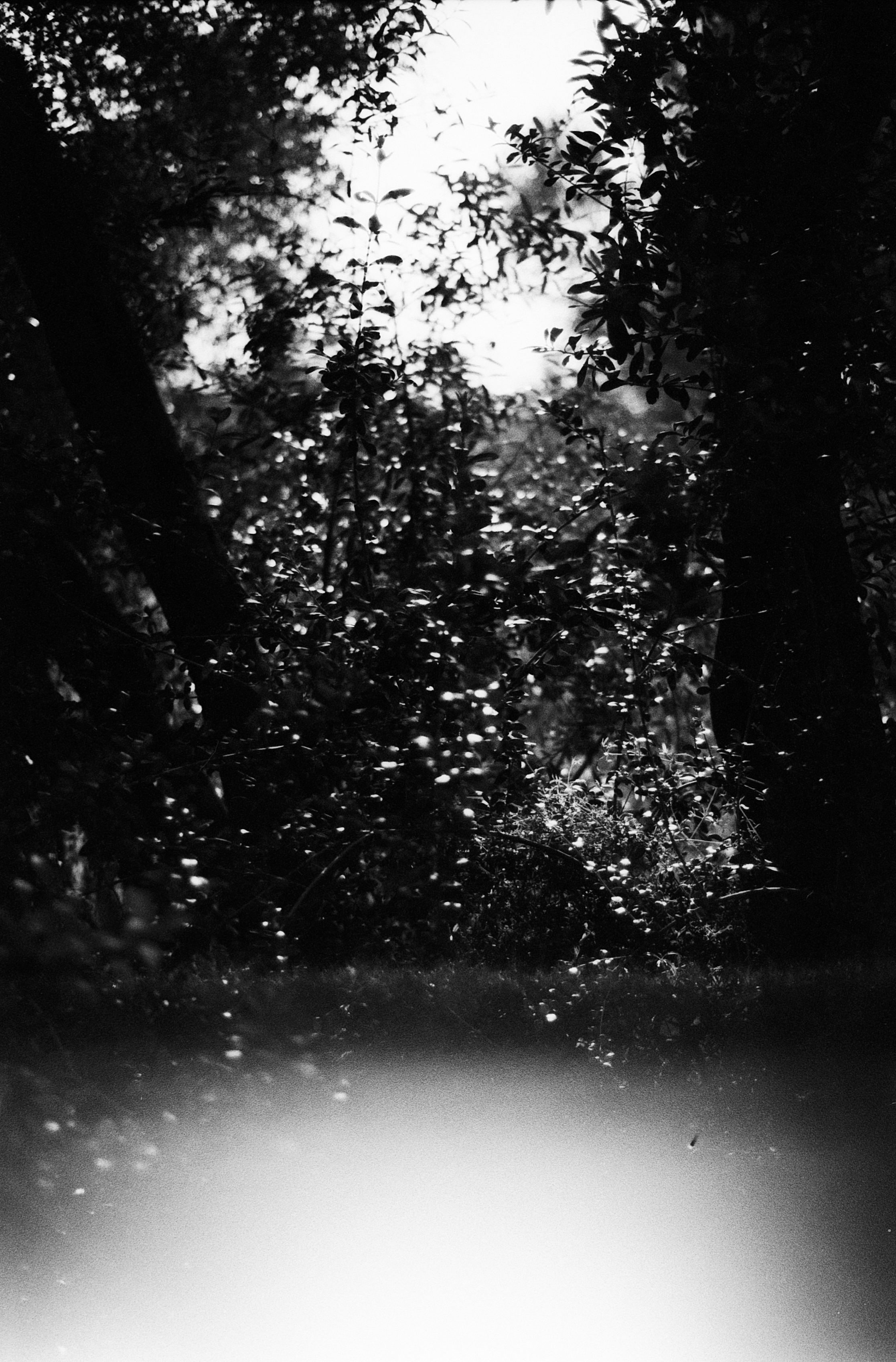 Aldiaz 043 (Rolleir Infrared 400) 30.jpg