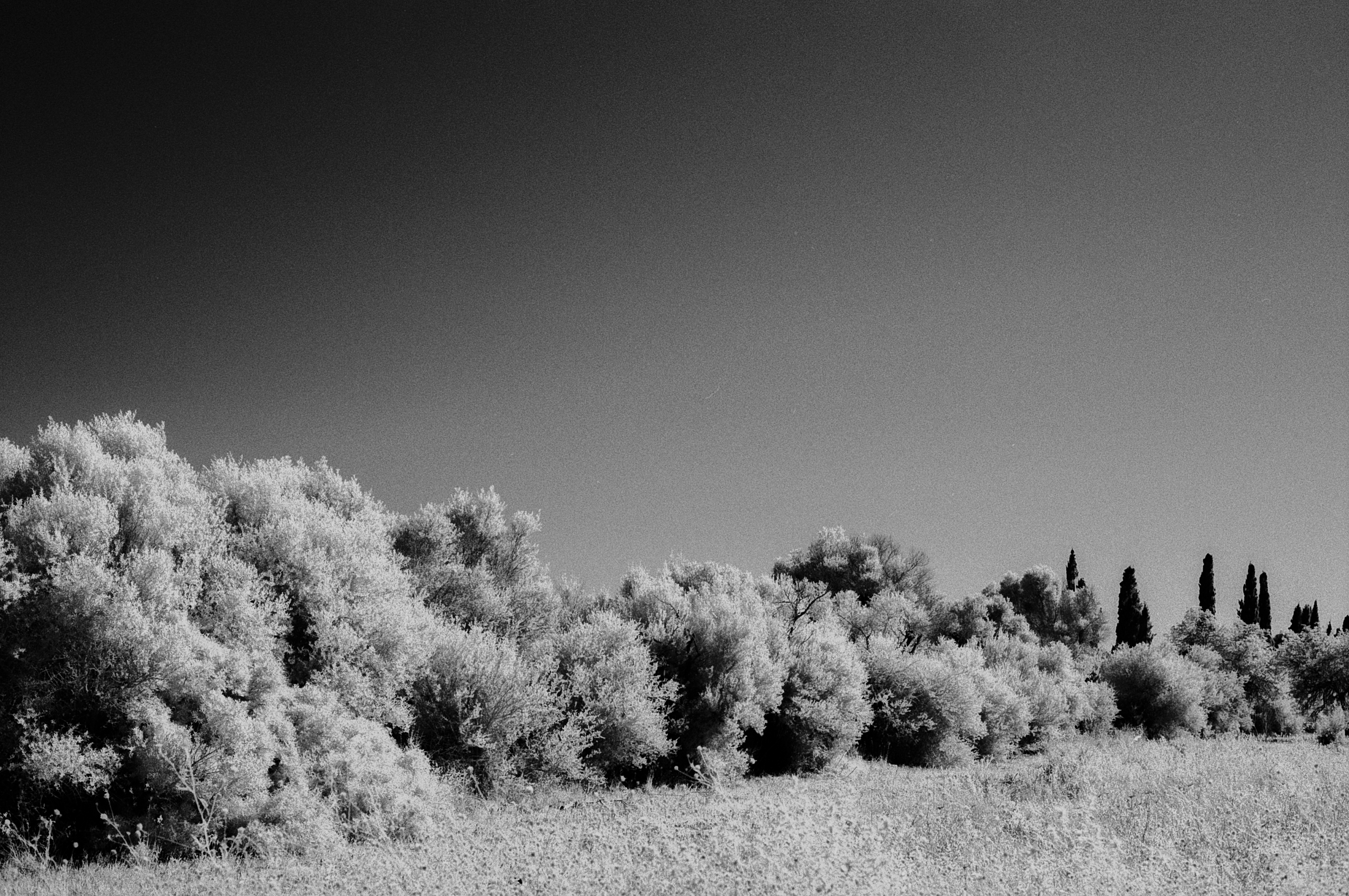 Aldiaz 043 (Rolleir Infrared 400) 18.jpg